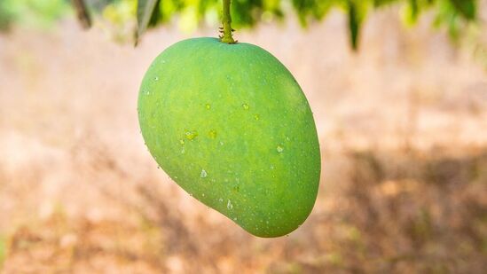 இரத்த சோகையை நீக்குகிறது: மாங்காய்களில் இரும்புச்சத்து அதிகம் உள்ளது. இந்த இரும்புச்சத்து ஹீமோகுளோபின் உற்பத்திக்கு உதவுகிறது. இது இரத்தத்தில் ஆக்ஸிஜன் விநியோகத்தை அதிகரிக்க உதவுகிறது. இப்படித்தான் மாங்காய்களில் உள்ள இரும்புச்சத்து இரத்த சோகையை நீக்க உதவுகிறது.