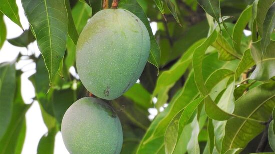 இரத்த அழுத்தத்தைக் கட்டுப்படுத்துகிறது: உயர் இரத்த அழுத்தத்தால் தொடர்ந்து பாதிக்கப்படுபவர்களின் ஆரோக்கியத்திற்கு பச்சை மாம்பழங்கள் மிகவும் நன்மை பயக்கும். பச்சை மாம்பழங்களில் பொட்டாசியம் நிறைந்துள்ளது. இந்த சிறப்பு மூலப்பொருள் இரத்த அழுத்தத்தைக் கட்டுப்படுத்த உதவுகிறது. இது நல்ல இதய ஆரோக்கியத்தைப் பேணுவதற்கு மிகவும் முக்கியமானது.