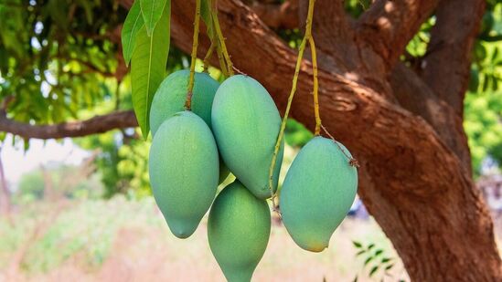 தோல் மற்றும் முடி ஆரோக்கியத்திற்கான நன்மைகள்: பச்சை மாம்பழங்கள் உடலின் பல்வேறு உள் உறுப்புகளைப் பராமரிப்பது மட்டுமல்லாமல், இது தோல் மற்றும் முடியையும் கவனித்துக்கொள்கிறது. வைட்டமின் ஏ மற்றும் வைட்டமின் சி இருப்பதால், பச்சை மாம்பழங்கள் தோலின் கீழ் கொலாஜன் புரதப் பிணைப்பைப் பராமரிக்கின்றன. இது முடி வேர்களுக்கும் ஊட்டமளிக்கிறது.