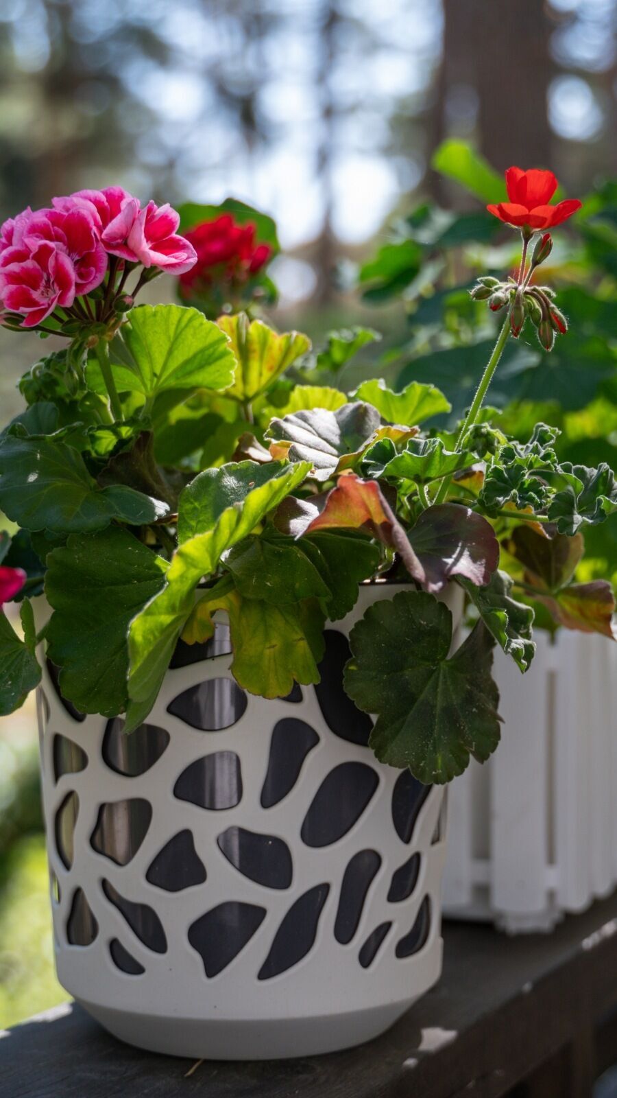 மெட்ரோ நகரங்களில் வீட்டுத் தோட்டம் அமைக்க சில டிப்ஸ்கள் இதோ!