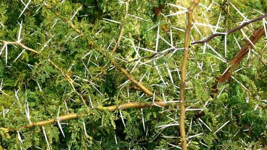 முட்கள் நிறைந்த செடிகள்: வீட்டில் ரோஜா செடிகளைத் தவிர, வேறு எந்த முள் செடிகளும் இல்லாமல் பார்த்துக் கொள்ளுங்கள். முட்கள் நிறைந்த செடிகள் எதிர்மறை சக்தியைப் பரப்புகின்றன. வீடு கட்டும்போது கற்றாழை செடி வைத்திருப்பது நல்லது. இது மனித பார்வைப் பிரச்சினையை நீக்குகிறது.