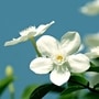Jasmine_oil_3 Jasmine_oil_3