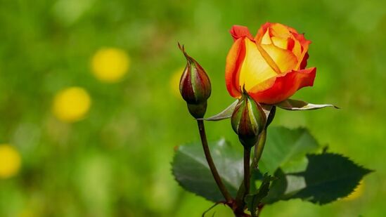 இப்போது மண்புழு உரத்தில் ஊறவைத்த தண்ணீருடன் மூன்று மடங்கு குழாய் நீரை கலக்கவும். பின்னர் ரோஜா செடிக்கு 1 முதல் 1.5 கப் வரை கொடுங்கள். இந்த உரத்தை நீங்கள் மற்ற தாவரங்களுக்கும் பயன்படுத்தலாம். மேலும் ஊறவைத்த மண்புழு உரத்தை தழைக்கூளமாகப் பயன்படுத்தலாம். தொட்டியில் உள்ள செடியின் மண்ணின் மேற்பரப்பில் அதைப் பரப்பவும். இது சூரியனின் கடுமையான வெப்பம் நேரடியாக தரையில் விழுவதைத் தடுக்கும். இது நீண்ட நேரம் ஈரப்பதமாக இருக்கும். இப்போது மண்புழு உரத்தில் ஊறவைத்த தண்ணீருடன் மூன்று மடங்கு குழாய் நீரை கலக்கவும். பின்னர் ரோஜா செடிக்கு 1 முதல் 1.5 கப் வரை கொடுங்கள். இந்த உரத்தை நீங்கள் மற்ற தாவரங்களுக்கும் பயன்படுத்தலாம். மேலும் ஊறவைத்த மண்புழு உரத்தை தழைக்கூளமாகப் பயன்படுத்தலாம். தொட்டியில் உள்ள செடியின் மண்ணின் மேற்பரப்பில் அதைப் பரப்பவும். இது சூரியனின் கடுமையான வெப்பம் நேரடியாக தரையில் விழுவதைத் தடுக்கும். இது நீண்ட நேரம் ஈரப்பதமாக இருக்கும்.