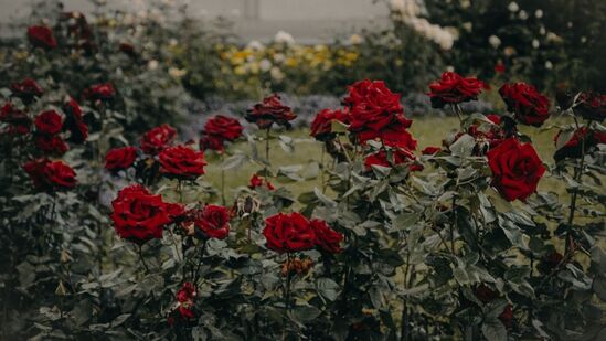 கோடையில் தாவரங்களுக்கு நீர்ப்பாசனம் செய்வதற்கான சிறப்பு குறிப்புகளைப் பின்பற்றவும். இந்த வெப்பமான காலநிலையில்,. தொட்டியின் அடிப்பகுதியில் இருந்து தண்ணீர் வெளியேறும் வரை தினமும் காலையில் மண்ணை நன்கு ஊற வைக்கவும். சூரிய அஸ்தமனத்திற்குப் பிறகு மீண்டும் காலையிலும் மதியத்திலும் செடியை குளிர்விக்க தண்ணீர் விட மறக்காதீர்கள். கோடையில் தாவரங்களுக்கு நீர்ப்பாசனம் செய்வதற்கான சிறப்பு குறிப்புகளைப் பின்பற்றவும். இந்த வெப்பமான காலநிலையில்,. தொட்டியின் அடிப்பகுதியில் இருந்து தண்ணீர் வெளியேறும் வரை தினமும் காலையில் மண்ணை நன்கு ஊற வைக்கவும். சூரிய அஸ்தமனத்திற்குப் பிறகு மீண்டும் காலையிலும் மதியத்திலும் செடியை குளிர்விக்க தண்ணீர் விட மறக்காதீர்கள்.