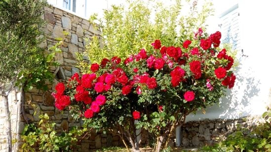 மேலும், கோடை காலத்தில் உங்கள் ரோஜா செடிகளில் பூஞ்சை அல்லது பூச்சிகள் வராமல் பார்த்துக் கொள்ளுங்கள். ஏனெனில், தாவரத்தின் நோய் எதிர்ப்பு சக்தி பலவீனமாக இருந்தால், இந்த வெப்பத்தை எதிர்த்துப் போராடுவது மிகவும் கடினம். வாரத்திற்கு ஒரு முறை வேப்ப எண்ணெயைத் தெளிக்கவும். மேலும், கோடை காலத்தில் உங்கள் ரோஜா செடிகளில் பூஞ்சை அல்லது பூச்சிகள் வராமல் பார்த்துக் கொள்ளுங்கள். ஏனெனில், தாவரத்தின் நோய் எதிர்ப்பு சக்தி பலவீனமாக இருந்தால், இந்த வெப்பத்தை எதிர்த்துப் போராடுவது மிகவும் கடினம். வாரத்திற்கு ஒரு முறை வேப்ப எண்ணெயைத் தெளிக்கவும்.