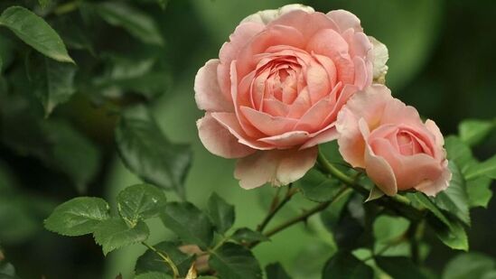 உங்கள் கூரையில் காலை சூரிய ஒளி மட்டுமே விழும் இடம் இருந்தால், ரோஜா செடியை எடுத்து மே, ஜூன் மற்றும் ஜூலை மாதங்களில் அங்கேயே விட்டுவிடுங்கள். இருப்பினும், இந்த விஷயத்தில், மண் காய்ந்தவுடன் மட்டுமே தண்ணீர் பாய்ச்ச வேண்டும். ஏனெனில் அது நிழலில் இருந்தால், மரத்தின் மண்ணில் நீர் தேங்குவது எளிதில் ஏற்படாது. உங்கள் கூரையில் காலை சூரிய ஒளி மட்டுமே விழும் இடம் இருந்தால், ரோஜா செடியை எடுத்து மே, ஜூன் மற்றும் ஜூலை மாதங்களில் அங்கேயே விட்டுவிடுங்கள். இருப்பினும், இந்த விஷயத்தில், மண் காய்ந்தவுடன் மட்டுமே தண்ணீர் பாய்ச்ச வேண்டும். ஏனெனில் அது நிழலில் இருந்தால், மரத்தின் மண்ணில் நீர் தேங்குவது எளிதில் ஏற்படாது.