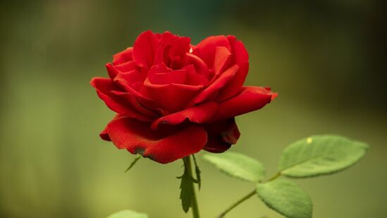 ஆனால் ஒன்றை நினைவில் கொள்ளுங்கள், குளிர்காலத்தில் உங்கள் ரோஜா செடியிலிருந்து நிறைய பூக்கள் வேண்டுமென்றால், கோடையில் செடிக்கு சரியான ஓய்வு கொடுங்கள். நீங்கள் செடியை ஆரோக்கியமாக வைத்திருக்க விரும்பினால், மே, ஜூன் மற்றும் ஜூலை ஆகிய மூன்று கோடை மாதங்களில் ரோஜா செடியிலிருந்து பூக்களைப் பறிக்காமல் இருப்பது நல்லது. மாறாக, மாறிவரும் வானிலை நிலைமைகளைச் சமாளிக்க மரத்திற்கு இது உதவும். ஆனால் ஒன்றை நினைவில் கொள்ளுங்கள், குளிர்காலத்தில் உங்கள் ரோஜா செடியிலிருந்து நிறைய பூக்கள் வேண்டுமென்றால், கோடையில் செடிக்கு சரியான ஓய்வு கொடுங்கள். நீங்கள் செடியை ஆரோக்கியமாக வைத்திருக்க விரும்பினால், மே, ஜூன் மற்றும் ஜூலை ஆகிய மூன்று கோடை மாதங்களில் ரோஜா செடியிலிருந்து பூக்களைப் பறிக்காமல் இருப்பது நல்லது. மாறாக, மாறிவரும் வானிலை நிலைமைகளைச் சமாளிக்க மரத்திற்கு இது உதவும்.