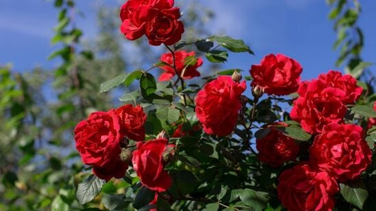 பலர் ரோஜா செடிகளுக்கு மாட்டு சாண உரத்தைப் பயன்படுத்துகிறார்கள். இருப்பினும், இந்த கோடையில் மாட்டு சாண உரத்தைப் பயன்படுத்தாமல் இருப்பது நல்லது. அதற்கு பதிலாக மண்புழு உரம் பயன்படுத்தலாம். நீங்கள் மண்புழு உரம் தயாரித்து தாவரங்களுக்குப் பயன்படுத்துவது சிறந்தது. அப்படியானால், 2 கைப்பிடி மண்புழு உரத்தை எடுத்து ஒரு வாளி தண்ணீரில் ஊற வைக்கவும். இப்போது அதை 3-4 நாட்களுக்கு அப்படியே வைத்துவிடவும். முழு கலவையையும் ஒரு நாளைக்கு 1-2 முறை ஒரு குச்சியால் கிளறவும். ஐந்தாவது நாள், தண்ணீரை வடிகட்டவும். பலர் ரோஜா செடிகளுக்கு மாட்டு சாண உரத்தைப் பயன்படுத்துகிறார்கள். இருப்பினும், இந்த கோடையில் மாட்டு சாண உரத்தைப் பயன்படுத்தாமல் இருப்பது நல்லது. அதற்கு பதிலாக மண்புழு உரம் பயன்படுத்தலாம். நீங்கள் மண்புழு உரம் தயாரித்து தாவரங்களுக்குப் பயன்படுத்துவது சிறந்தது. அப்படியானால், 2 கைப்பிடி மண்புழு உரத்தை எடுத்து ஒரு வாளி தண்ணீரில் ஊற வைக்கவும். இப்போது அதை 3-4 நாட்களுக்கு அப்படியே வைத்துவிடவும். முழு கலவையையும் ஒரு நாளைக்கு 1-2 முறை ஒரு குச்சியால் கிளறவும். ஐந்தாவது நாள், தண்ணீரை வடிகட்டவும்.