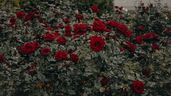 ரோஜாக்கள் முக்கியமாக இலையுதிர் கால மலர்கள் என்று அழைக்கப்படுகின்றன. இருப்பினும், கோடையில், மழைக்காலத்தில் கூட, மரத்திலிருந்து பூக்களைப் பெற முடியும், கொஞ்சம் சிறப்பு கவனம் எடுத்துக் கொள்ளுங்கள். இது அளவு அல்லது எண்ணிக்கையில் சற்று குறைவாக இருந்தாலும், இந்த மரத்தின் வெப்பத்தில் கூட அதன் நிறத்தையும் வாசனையையும் நீங்கள் அனுபவிக்க முடியும். ரோஜாக்கள் முக்கியமாக இலையுதிர் கால மலர்கள் என்று அழைக்கப்படுகின்றன. இருப்பினும், கோடையில், மழைக்காலத்தில் கூட, மரத்திலிருந்து பூக்களைப் பெற முடியும், கொஞ்சம் சிறப்பு கவனம் எடுத்துக் கொள்ளுங்கள். இது அளவு அல்லது எண்ணிக்கையில் சற்று குறைவாக இருந்தாலும், இந்த மரத்தின் வெப்பத்தில் கூட அதன் நிறத்தையும் வாசனையையும் நீங்கள் அனுபவிக்க முடியும்.