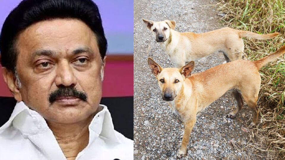 அதிகரித்து வரும் தெருநாய் தொல்லை! முதலமைச்சர் மு.க.ஸ்டாலின் தலைமையில் ஆலோசனைக் கூட்டம்!