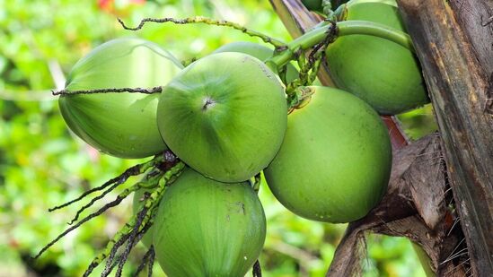 தேங்காய் : உயர்ந்துவரும் தேங்காய் விலை; அதிர்ச்சி தரும் காரணம் – சுற்றுச்சூழல் நிபுணர் விளக்கம்! தேங்காய் : உயர்ந்துவரும் தேங்காய் விலை; அதிர்ச்சி தரும் காரணம் – சுற்றுச்சூழல் நிபுணர் விளக்கம்!