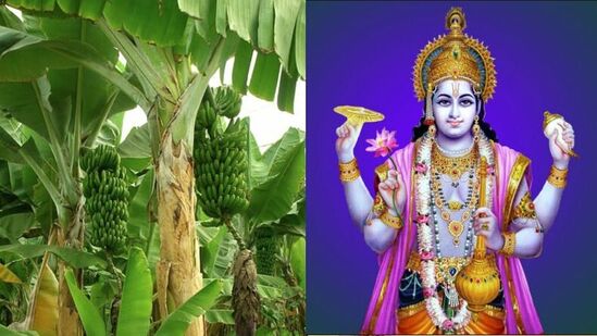 ஜோதிட சாஸ்திரத்தில் வியாழக்கிழமை மஞ்சள் பயன்பாட்டிற்கு அதிக முக்கியத்துவம் கொடுக்கப்பட்டுள்ளது. இந்த நாளில் வாழை மரத்திற்கு வழிபாடு செய்வதும் மிகவும் பயனுள்ளதாகக் கருதப்படுகிறது. அதிகாலையில் எழுந்து குளித்துவிட்டு, வாழை மரத்தின் அடியில் நீர் ஊற்றுங்கள். இதன் மூலம், வாழ்வில் வரும் பிரச்சனைகளில் இருந்து விடுபடலாம். மேலும், வாழை மரத்தின் அடியில் ஒரு கட்டு மஞ்சளை வைக்கவும். இதனால் தூங்கிக்கிடக்கும் அதிர்ஷ்டம் விழித்து, வாழ்வில் முன்னேற்றம் ஏற்படும். வியாழக்கிழமை வாழை மரத்தில் மஞ்சள் வைப்பதால் செல்வம் பெருகும், எதிர்மறை சக்திகள் அழிந்து போகும்.