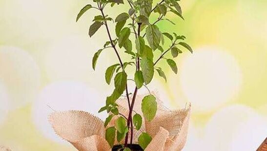 உரம் தயாரிக்கும் முறை: குளிர்ந்த உரம் தயாரிக்க, ஒரு கற்றாழை இலையை எடுத்து, அதை நடுவில் இருந்து வெட்டி ஜெல்லை வெளியே எடுக்கவும். இரண்டு ஸ்பூன் ஜெல் போதுமானது. இப்போது அதில் மோர் சேர்க்கவும். அரை டீஸ்பூன் மஞ்சள் தூள் சேர்த்து மூன்றையும் நன்றாக கலக்கவும். இந்த கலவையில் ஒரு லிட்டர் தண்ணீர் சேர்த்து, ஒரு வாளியில் நிரப்பி மூடி வைக்கவும். உரம் தயாரிக்கும் முறை: குளிர்ந்த உரம் தயாரிக்க, ஒரு கற்றாழை இலையை எடுத்து, அதை நடுவில் இருந்து வெட்டி ஜெல்லை வெளியே எடுக்கவும். இரண்டு ஸ்பூன் ஜெல் போதுமானது. இப்போது அதில் மோர் சேர்க்கவும். அரை டீஸ்பூன் மஞ்சள் தூள் சேர்த்து மூன்றையும் நன்றாக கலக்கவும். இந்த கலவையில் ஒரு லிட்டர் தண்ணீர் சேர்த்து, ஒரு வாளியில் நிரப்பி மூடி வைக்கவும்.