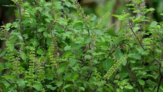 கோடை வந்தவுடன், வீட்டின் தோட்டம் அல்லது தொட்டியில் உள்ள செடிகள் கடும் வெயிலில் கருகத் தொடங்குகின்றன. செடிகள் அதிக வெப்பத்தில் காய்ந்து விடுகின்றன. இந்த தாவரங்களில் ஒன்று துளசி, இது பெரும்பாலும் வீட்டில் இருக்கும். துளசி ஒரு மதக் கண்ணோட்டத்தில் புனிதமாகக் கருதப்படுவது மட்டுமல்லாமல், அது ஆரோக்கியமான குணங்கள் நிறைந்ததாகவும் கருதப்படுகிறது. கோடை வந்தவுடன், வீட்டின் தோட்டம் அல்லது தொட்டியில் உள்ள செடிகள் கடும் வெயிலில் கருகத் தொடங்குகின்றன. செடிகள் அதிக வெப்பத்தில் காய்ந்து விடுகின்றன. இந்த தாவரங்களில் ஒன்று துளசி, இது பெரும்பாலும் வீட்டில் இருக்கும். துளசி ஒரு மதக் கண்ணோட்டத்தில் புனிதமாகக் கருதப்படுவது மட்டுமல்லாமல், அது ஆரோக்கியமான குணங்கள் நிறைந்ததாகவும் கருதப்படுகிறது.