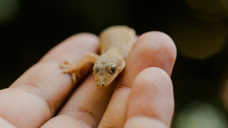பல்லி உங்க மேல விழுந்த உடனே என்ன செய்ய வேண்டும்? பல்லி விழும் முழு பலனை தெரிஞ்சிக்கோங்க