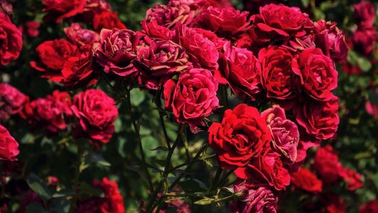 கோடையிலும் கொத்து கொத்தாக ரோஜா பூக்க வேண்டுமா?.. பராமரிப்பது எப்படி? - அருமையான உதவிக் குறிப்புகள் இதோ!