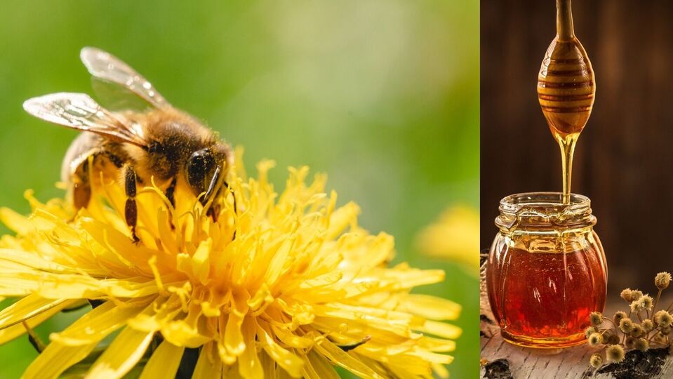 பூக்கள் : பூவுக்குள் ஒளிந்திருக்கும் கனிக்கூட்டம் மட்டுமல்ல; மற்றுமொரு அதிசயம் என்ன தெரியுமா?