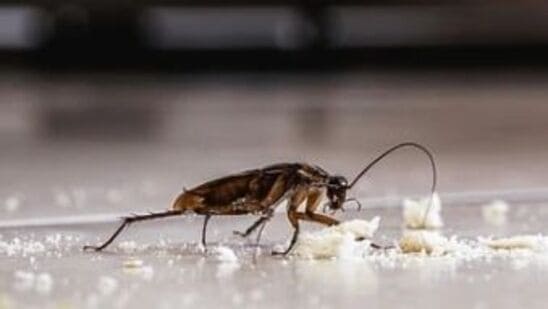 home remedies to get rid of cockroaches home remedies to get rid of cockroaches