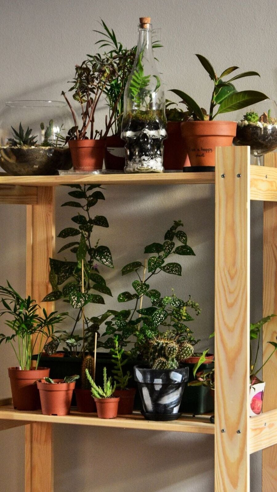 உங்கள் வாழ்வை மாற்றும் 7 அற்புத செடிகள் பற்றி தெரியுமா?