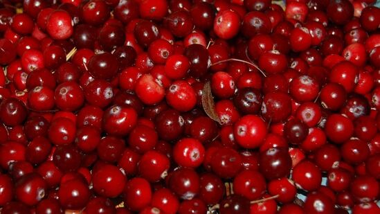 "நீங்கள் குருதிநெல்லி ஜூஸ் குடிக்கும்போது, மிகவும் நன்மை பயக்கும் ஊட்டச்சத்துக்களில் ஒன்றான பாலிபினால்களைப் பெறுவீர்கள். இவை இயற்கையான தாவர ஆக்ஸிஜனேற்றிகள். அவை வீக்கத்தைக் குறைக்க உதவுகின்றன மற்றும் குடல் ஆரோக்கிய நன்மைகளை வழங்குகின்றன. "நீங்கள் குருதிநெல்லி ஜூஸ் குடிக்கும்போது, மிகவும் நன்மை பயக்கும் ஊட்டச்சத்துக்களில் ஒன்றான பாலிபினால்களைப் பெறுவீர்கள். இவை இயற்கையான தாவர ஆக்ஸிஜனேற்றிகள். அவை வீக்கத்தைக் குறைக்க உதவுகின்றன மற்றும் குடல் ஆரோக்கிய நன்மைகளை வழங்குகின்றன.