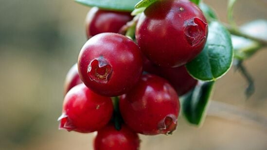 பொறுப்பு துறப்பு : இங்கு பகிரப்பட்டுள்ள தகவல்கள் அனைத்தும் முற்றிலும் உண்மை என்றும், இதனால் தீர்வு நிச்சயம் என்றும் கூற முடியாது. ஆனாலும், அனுபவங்களின் அடிப்படையில் தேர்ந்தெடுத்த ஆய்ந்தறிந்தே வழங்கப்படுகிறது. இவையனைத்தும் தீர்வு என்று நாங்கள் ஒருபோதும் கூறமாட்டோம். எனவே, நாள்பட்ட அல்லது தீவிரமான பிரச்னைகளுக்கு மருத்துவரை அணுகுவதுதான் சிறந்த வழி. எனவே தேவையான பிரச்சினைகளுக்கு மருத்துவரை அணுகி பலன்பெறுவதே சிறந்தது. இவையெல்லாம் முதலுதவி போல் உதவக்கூடும். பொறுப்பு துறப்பு : இங்கு பகிரப்பட்டுள்ள தகவல்கள் அனைத்தும் முற்றிலும் உண்மை என்றும், இதனால் தீர்வு நிச்சயம் என்றும் கூற முடியாது. ஆனாலும், அனுபவங்களின் அடிப்படையில் தேர்ந்தெடுத்த ஆய்ந்தறிந்தே வழங்கப்படுகிறது. இவையனைத்தும் தீர்வு என்று நாங்கள் ஒருபோதும் கூறமாட்டோம். எனவே, நாள்பட்ட அல்லது தீவிரமான பிரச்னைகளுக்கு மருத்துவரை அணுகுவதுதான் சிறந்த வழி. எனவே தேவையான பிரச்சினைகளுக்கு மருத்துவரை அணுகி பலன்பெறுவதே சிறந்தது. இவையெல்லாம் முதலுதவி போல் உதவக்கூடும்.