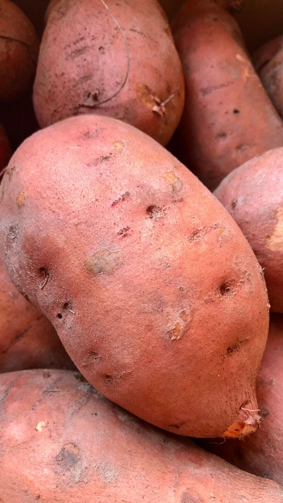 சர்க்கரை வள்ளிக்கிழங்கின் 5 ஆச்சரியமான ஆரோக்கிய நன்மைகள் இதோ!