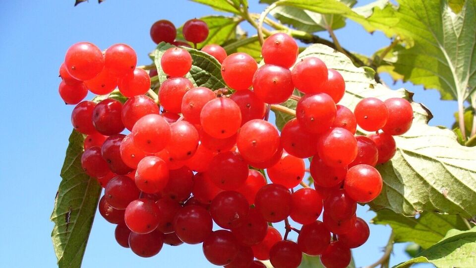 குருதிநெல்லி சாறு உங்கள் குடல் ஆரோக்கியத்திற்கு  நல்லதா.. மருத்துவர் தரும் விளக்கம் இதோ!