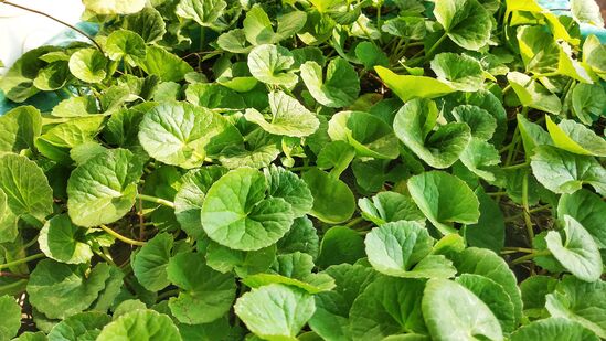 நோய் எதிர்ப்பு சக்தி அதிகரிப்பு: வல்லாரை இலையில் வைட்டமின் சி உள்ளது, இது நோய் எதிர்ப்பு சக்தியை அதிகரிக்க உதவுகிறது. எனவே, பருவகால மாற்றங்களில் இந்த இலை உடல்நலத்திற்கு மிகவும் பயனுள்ளதாக இருக்கும்.