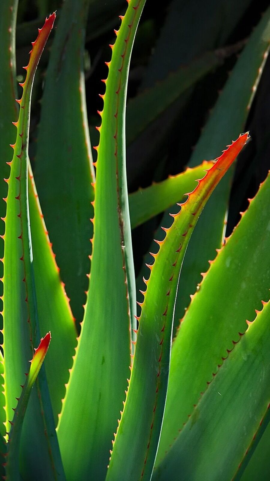 கற்றாழையின் இந்த அற்புதமான 6 விஷயங்களை தெரிஞ்சுக்கோங்க!