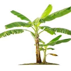 <p>வேர்வழிபாடு - வியாழக்கிழமை காலையில் குளித்த பிறகு வாழை வேரை கங்கை நீரில் கழுவவும். அதை ஒரு மஞ்சள் துணியில் போர்த்தி அரிசி, பூக்கள் மற்றும் பழங்களால் வணங்க வேண்டும். இந்த பரிகாரம் வியாழன் கிரகத்தை பலப்படுத்துகிறது, இது செல்வம் மற்றும் புத்திசாலித்தனத்தை அடைய வழிவகுக்கிறது.</p>