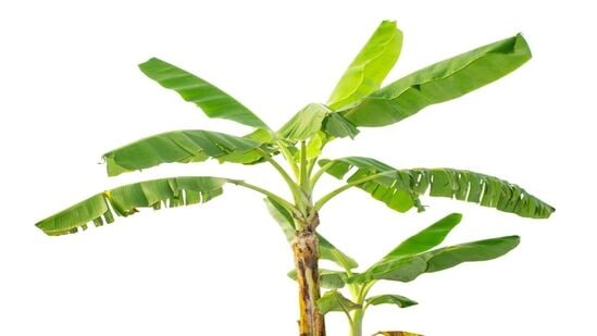 வேர்வழிபாடு - வியாழக்கிழமை காலையில் குளித்த பிறகு வாழை வேரை கங்கை நீரில் கழுவவும். அதை ஒரு மஞ்சள் துணியில் போர்த்தி அரிசி, பூக்கள் மற்றும் பழங்களால் வணங்க வேண்டும். இந்த பரிகாரம் வியாழன் கிரகத்தை பலப்படுத்துகிறது, இது செல்வம் மற்றும் புத்திசாலித்தனத்தை அடைய வழிவகுக்கிறது.