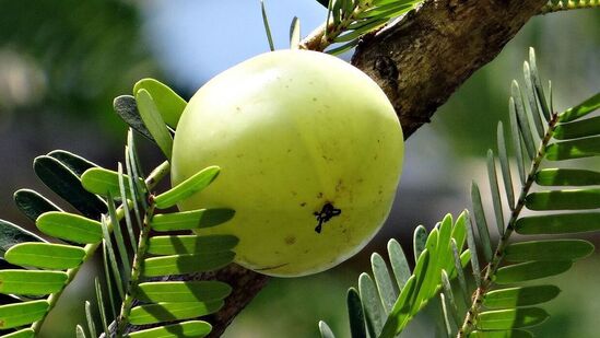 நெல்லிக்காயில் உள்ள பாலிபினால்கள் மற்றும் ஃபிளாவனாய்டுகள் போன்ற சேர்மங்கள் இரத்த சர்க்கரை அளவைக் கட்டுப்படுத்த உதவுகின்றன. நெல்லிக்காயை தொடர்ந்து உட்கொள்வது நீரிழிவு நோயைக் கட்டுப்படுத்த உதவுகிறது.