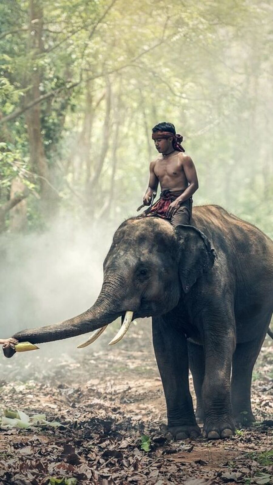 யானைகளைப் பற்றிய இந்த விஷயங்களை அறிந்தால் நீங்கள் ஆச்சரியப்படுவீர்கள்!