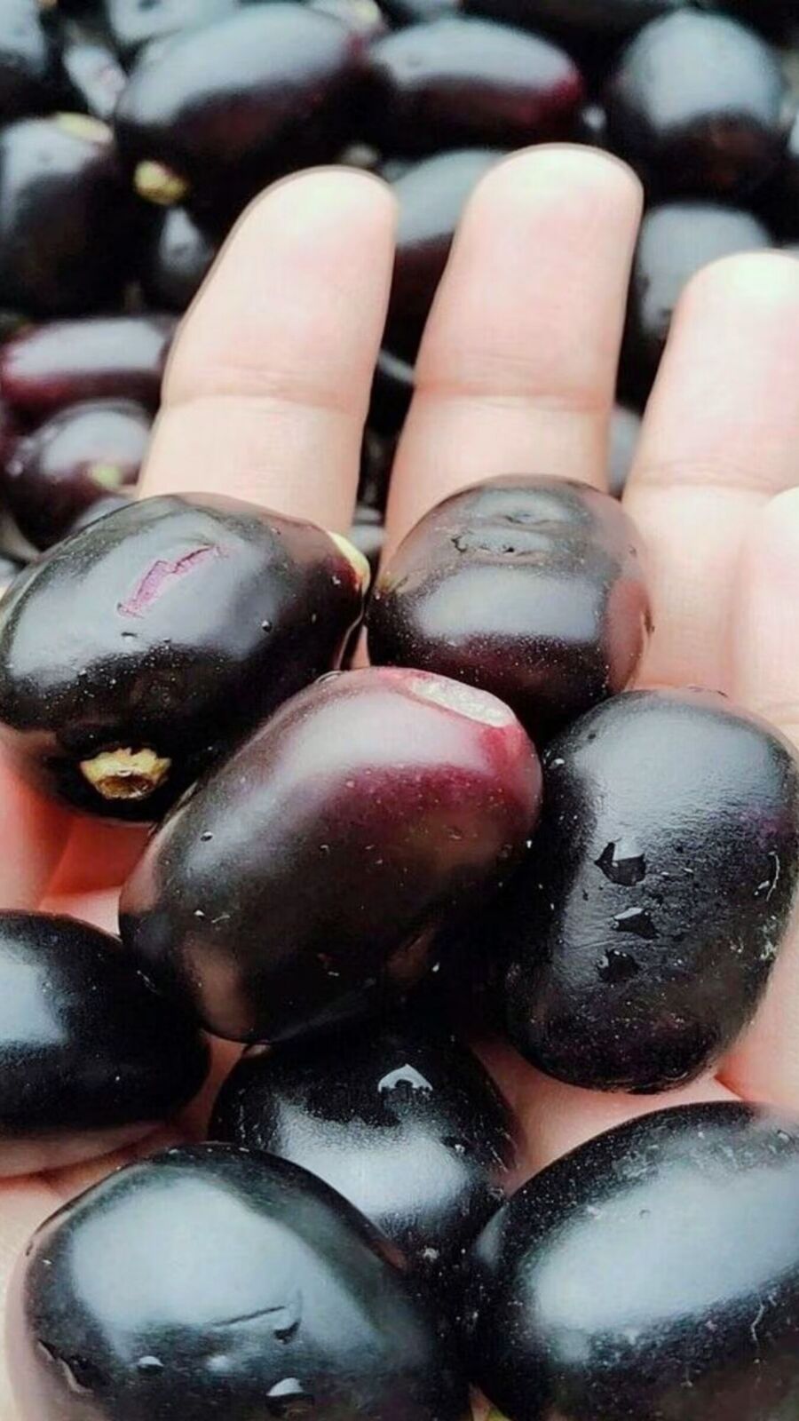 டயபிடிஸ்க்கு நல்லது.. நாவல் பழம் சாப்பிடுவதால் கிடைக்கும் நன்மைகள் இதோ