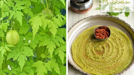 முடக்கத்தான் இருந்தால் மூட்டு வலிக்குமா? என்ன நன்மைகள் பாருங்கள்! இதோ விவரம்! முடக்கத்தான் இருந்தால் மூட்டு வலிக்குமா? என்ன நன்மைகள் பாருங்கள்! இதோ விவரம்!