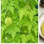 முடக்கத்தான் இருந்தால் மூட்டு வலிக்குமா? என்ன நன்மைகள் பாருங்கள்! இதோ விவரம்! 
