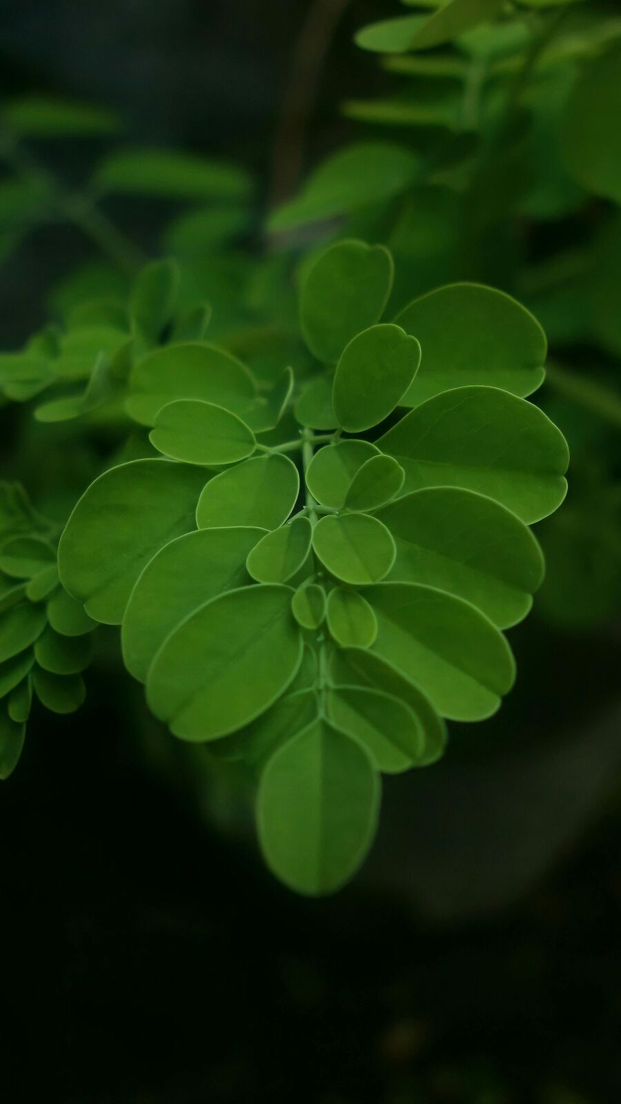 முருங்கையை உணவில் சேர்ப்பதால் கிடைக்கும் நன்மைகள்!