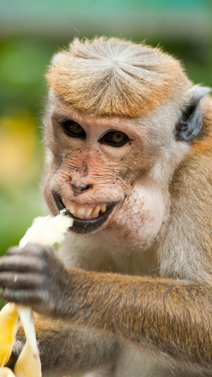 குரங்குகள் பற்றி ஆச்சர்யமூட்டும் சுவாரஸ்ய தகவல்கள்