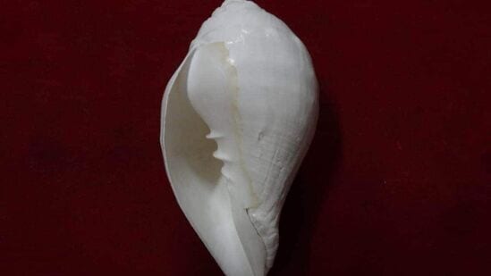 கங்கை நீர், மயில் இறகுகள், சங்கு ஓடுகள், கோதுமை மாவு, தேங்காய் போன்றவற்றை பூஜை அறையில் வைத்திருப்பது நல்லது. சில பொருட்களை பூஜை அறையில் வைத்திருப்பது நல்லது. ஒரு ஜோடி கிராம்புகளை வைத்திருப்பதும் நல்லது என்று ஜோதிடர் அனிஷ் வியாஸ் கூறுகிறார். பூஜை அறையில் ஒரு ஜோடி கிராம்புகளை வைத்திருப்பது அற்புதமான பலன்களைத் தரும்.