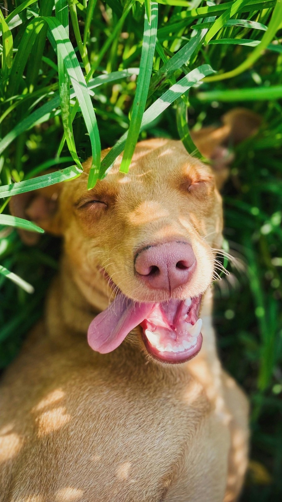 ஒவ்வொரு செல்லப்பிராணி உரிமையாளரும் தெரிந்து கொள்ள வேண்டிய முதலுதவி குறிப்புகள்