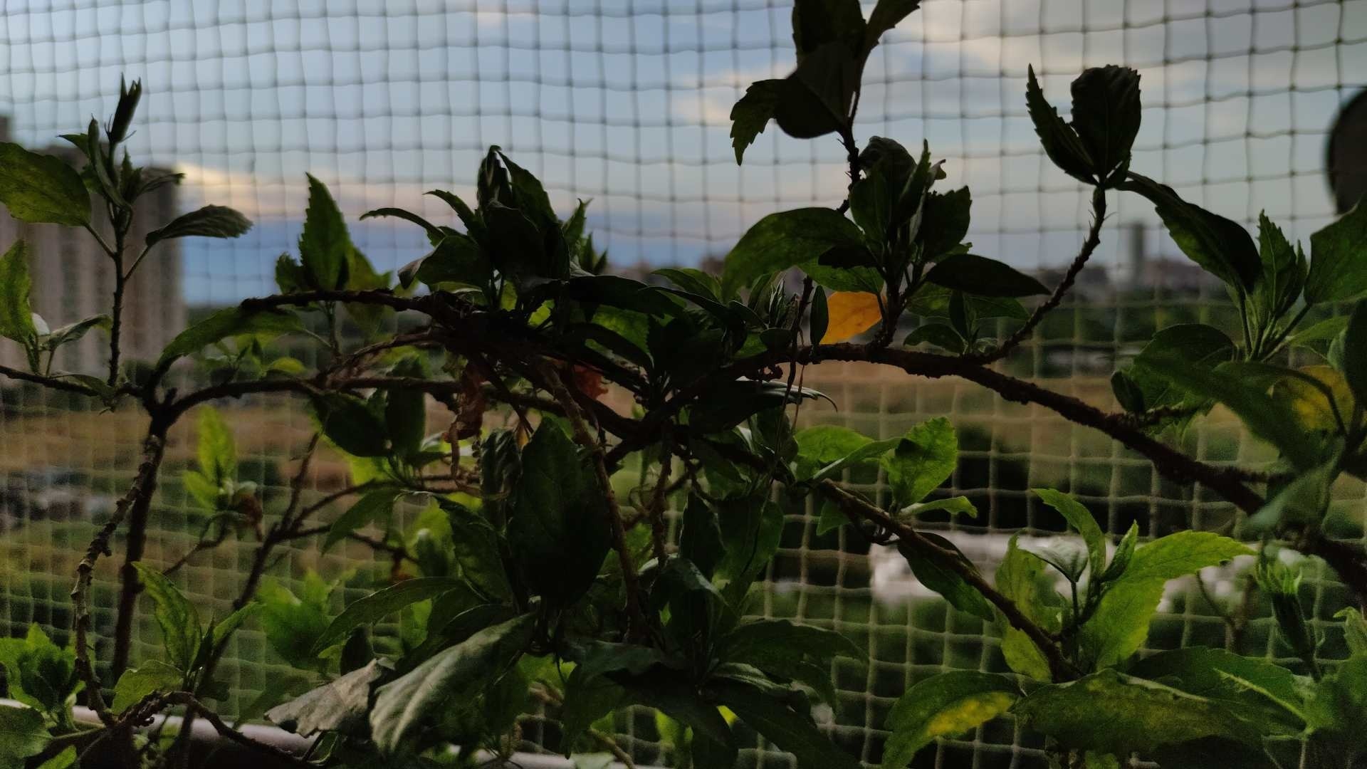 Image processing in the 108-megapixel camera mode is quite fast. This is unlike the 48-megapixel and 64-megapixel cameras we’d seen in some of the mid-range phones lately. Image processing in the 108-megapixel camera mode is quite fast. This is unlike the 48-megapixel and 64-megapixel cameras we’d seen in some of the mid-range phones lately.