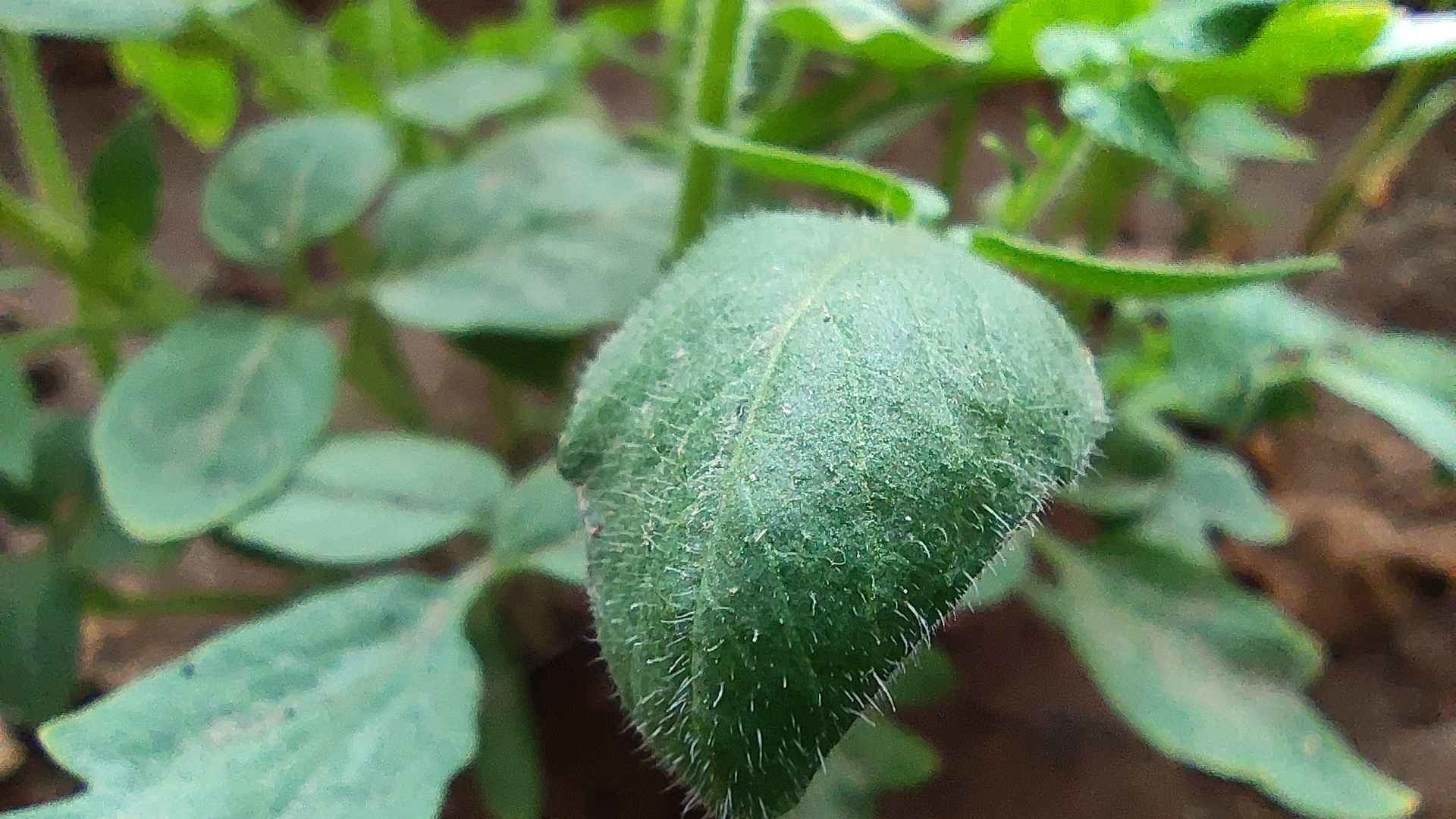 Here’s a macro shot that was taken from the Mi 10. As you can see, the image has a great deal of information. Here’s a macro shot that was taken from the Mi 10. As you can see, the image has a great deal of information.
