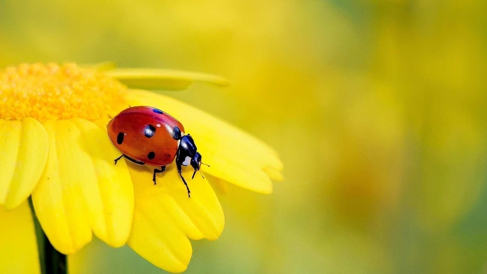 The list includes ladybug.