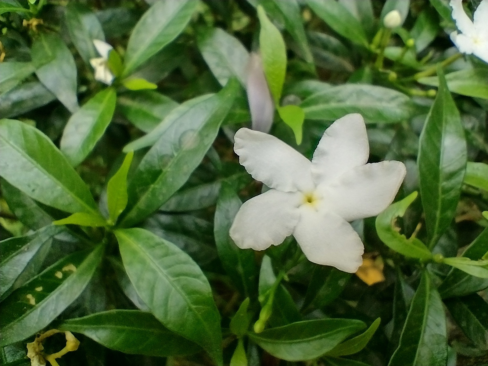 A sample image from the macro camera on the Moto G30. A sample image from the macro camera on the Moto G30.