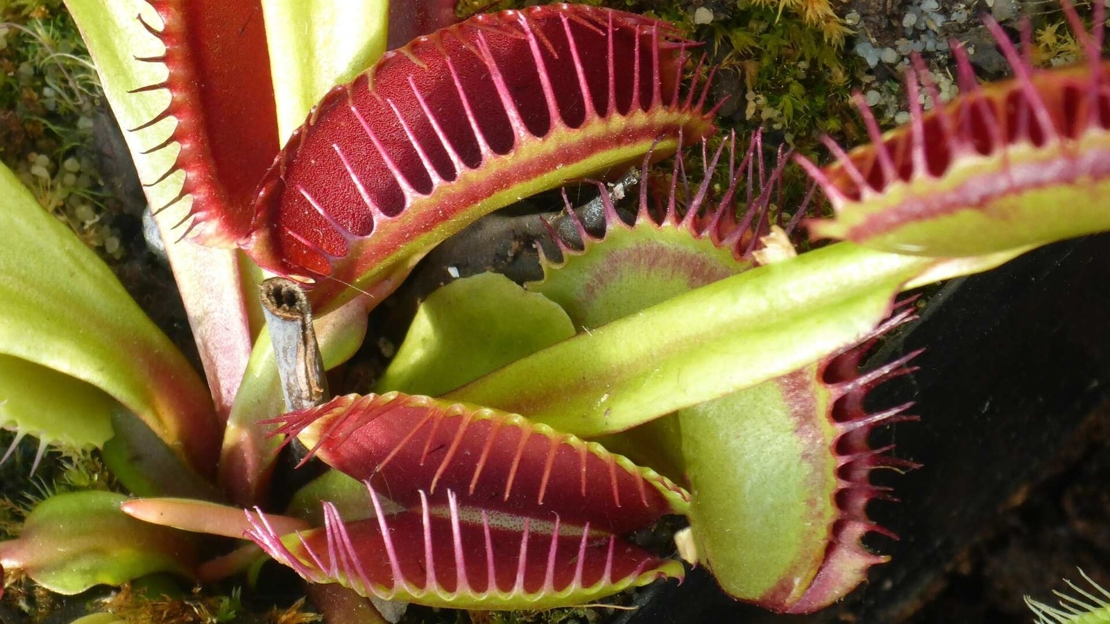 Representative image of a Venus flytrap plant. 