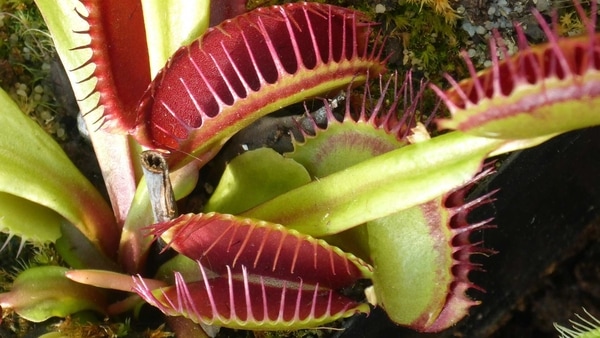 Representative image of a Venus flytrap plant. 