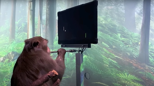 Watch a monkey with Elon Musk’s Neuralink implant play pong with its