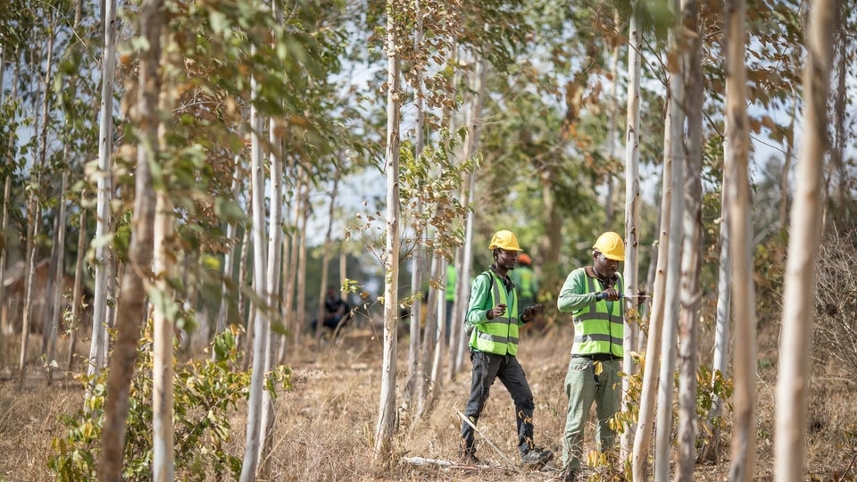 Apple's Restore Fund cultivates new roots in the Atlantic Forest - Apple