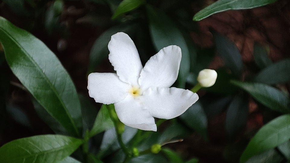 The ‘telemacro’ camera on the Mi 11X lets you take good macro shots by pointing and shooting — no need to fiddle with the settings or even tap to focus. (Image resized for web) The ‘telemacro’ camera on the Mi 11X lets you take good macro shots by pointing and shooting — no need to fiddle with the settings or even tap to focus. (Image resized for web)