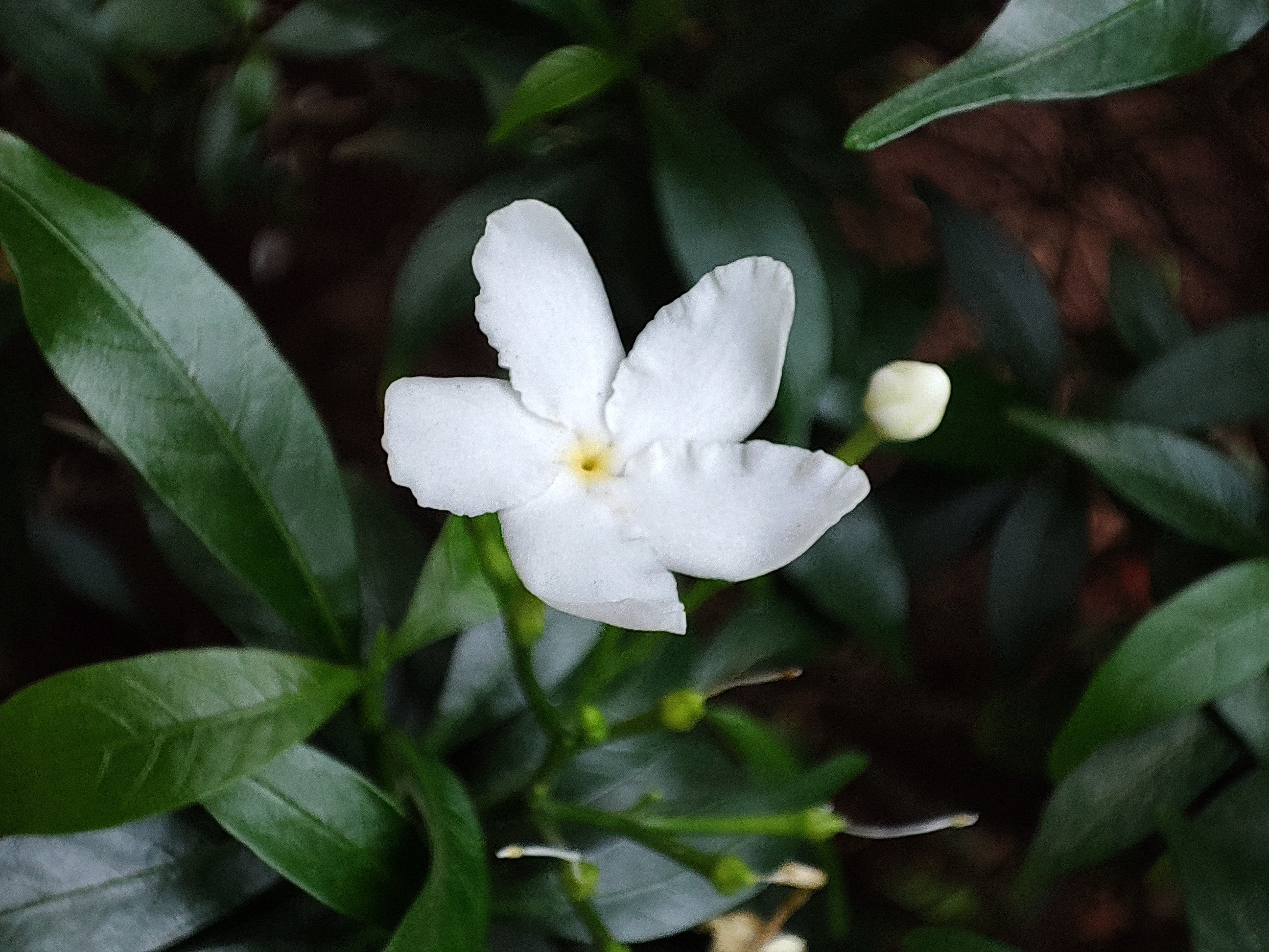 The ‘telemacro’ camera on the Mi 11X lets you take good macro shots by pointing and shooting — no need to fiddle with the settings or even tap to focus. (Image resized for web) The ‘telemacro’ camera on the Mi 11X lets you take good macro shots by pointing and shooting — no need to fiddle with the settings or even tap to focus. (Image resized for web)